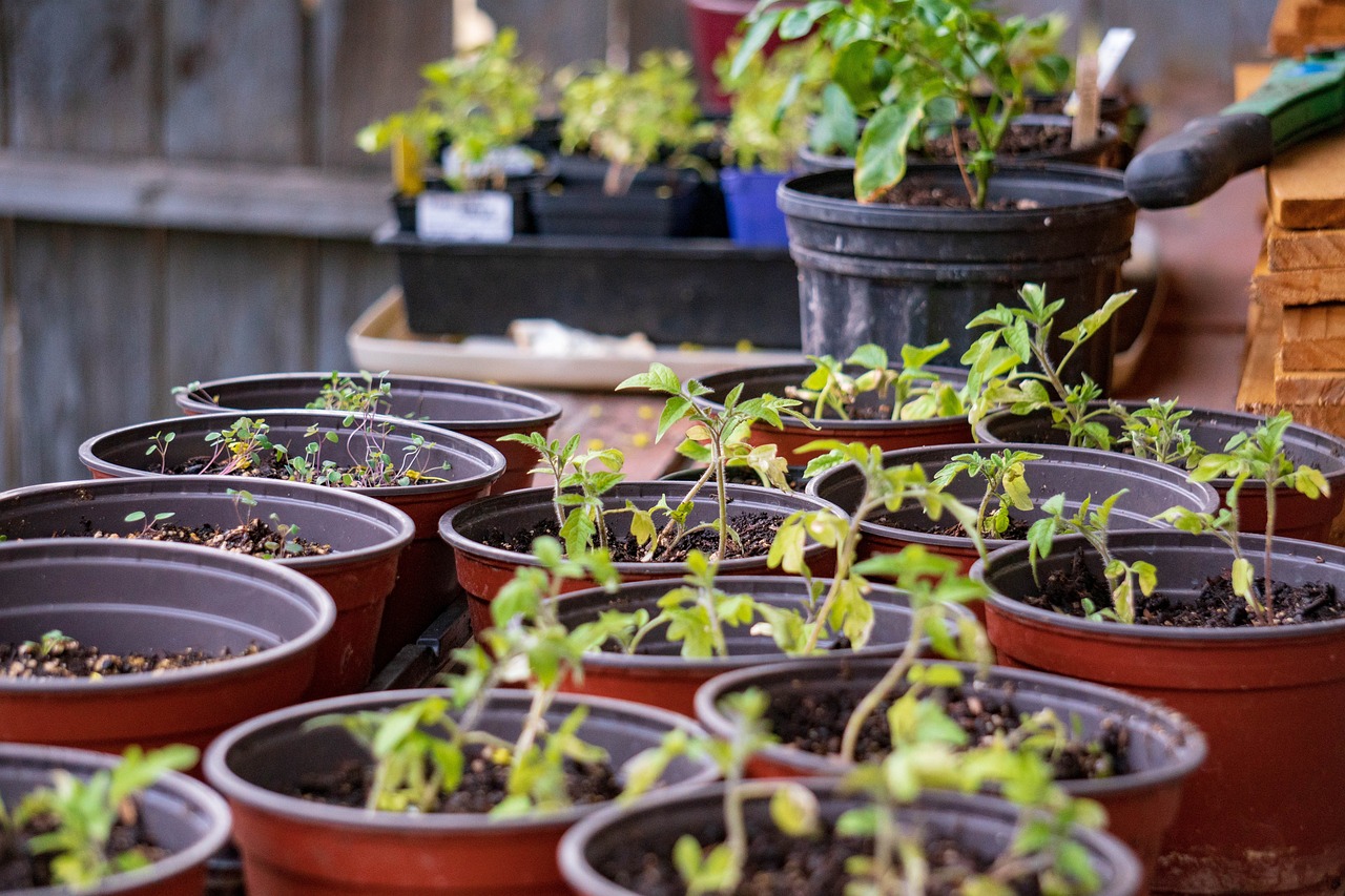 DIY Backyard Greenhouses - A Beginner’s Guide